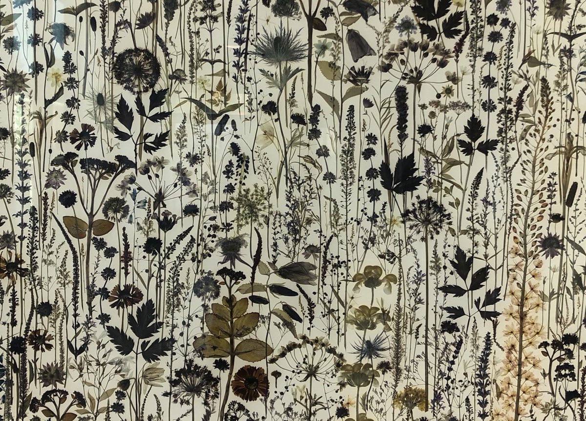 Susie Hall tweet media