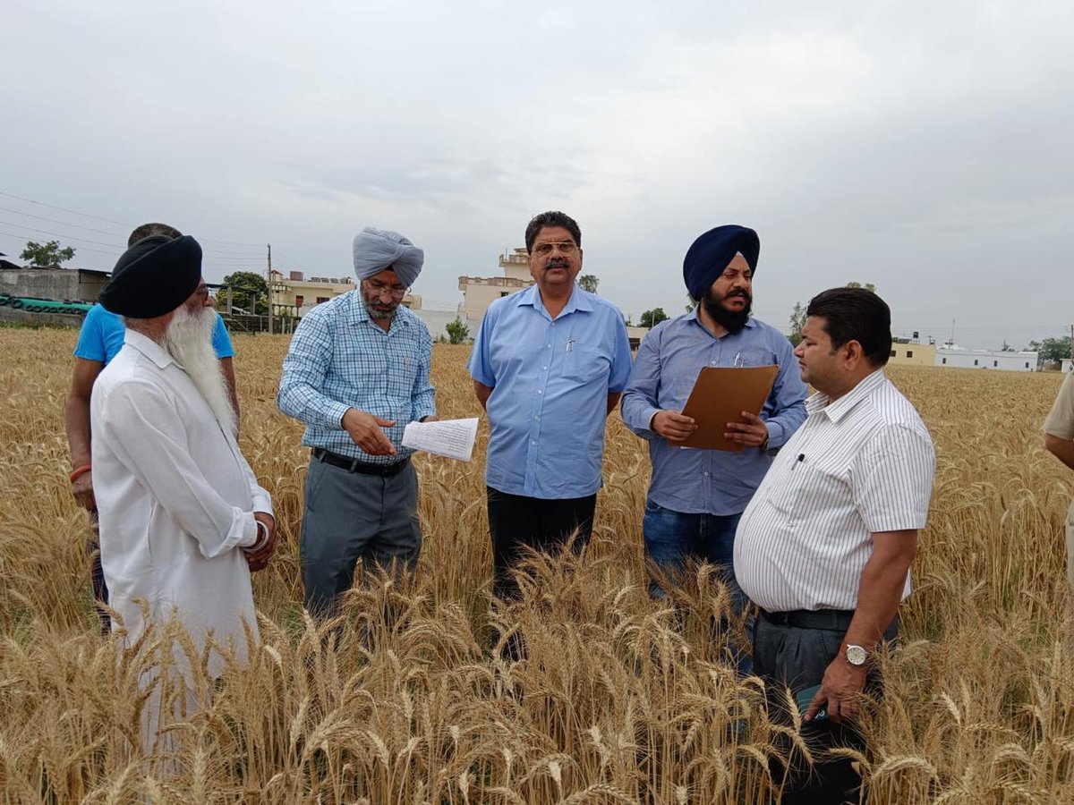 ਡਿਪਟੀ ਕਮਿਸਨਰ ਨੇ ਸਰਫੇਸ ਸੀਡਰ ਨਾਲ ਬੀਜੀ ਗਈ ਕਣਕ ਦੀ ਫਸਲ ਦਾ ਨਿਰੀਖਣ ਕੀਤਾ