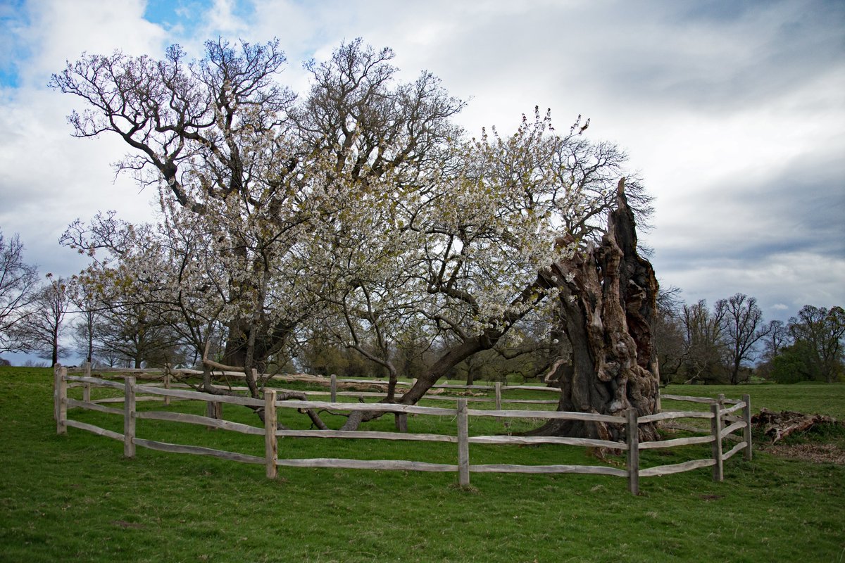 The cherry tree in Studley Royal deer park is in full blossom. This tree is special, it is at least 325 years old and thought to be one of the oldest cherry trees in the country. #BlossomWatch @nationaltrust