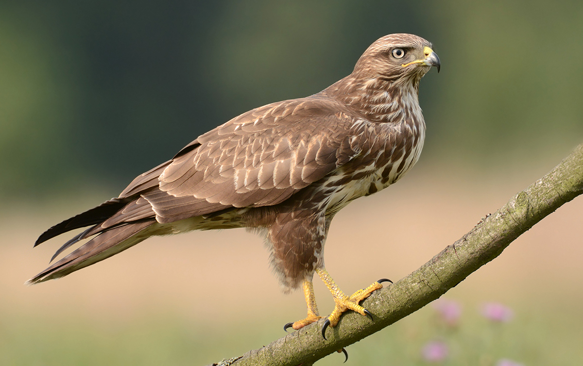 We're appealing for information following the suspected shooting of a buzzard on Thurs 4 April on the North York Moors.  If you can help please email tom.gaunt@northyorkshire.police.uk or call us on 101. orlo.uk/9gtje Ref 12240059635 
#WildlifeCrime @Natures_Voice