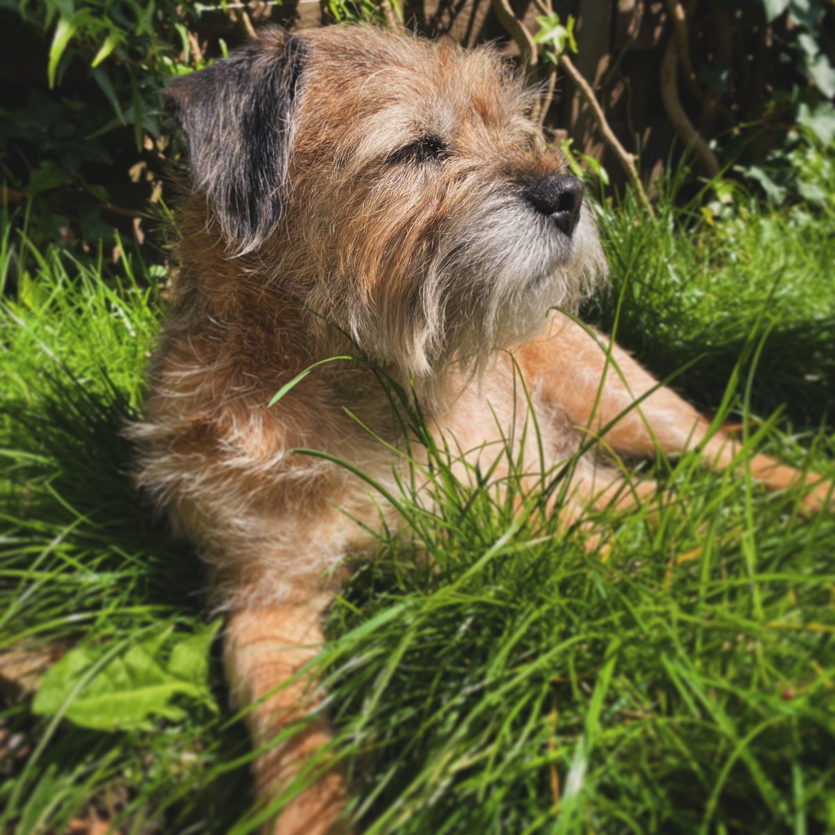 My human says it’s cold outside, I think he’s broken.  #borderterrier instagram.com/p/C6GiE36o53e/…