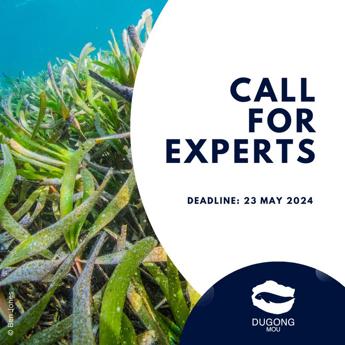 📢CALL FOR EXPERTS  

The CMS Office – Abu Dhabi & @hlcchampions are seeking passionate and experienced professionals to support the shaping and operationalization of the 2030 Seagrass Breakthrough – an initiative for seagrass conservation!

➡️cms.int/dugong/en/news…

Interested