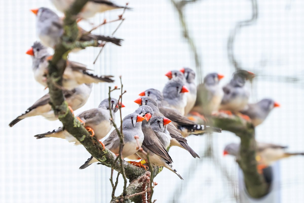 PhD position available Social organisation and vocal communication in wild zebra finches. Find more information here rb.gy/9fpzld picture © Bielefeld University, Foto: Sarah Jonek