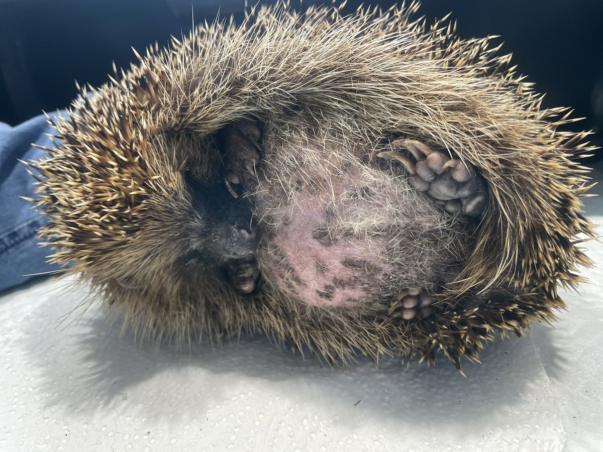pricklelodge's tweet photo. Precious Dorchester found out in the day, I suspect his nest was disturbed by workmen strimming 😡. I explained Hedgehogs nest in bushes &amp; precious lives will be lost if they don’t check b4 strimming. This boy was starving &amp; ate as soon as he was admitted gaining 129g last night. https://t.co/OThZCZJ2d2