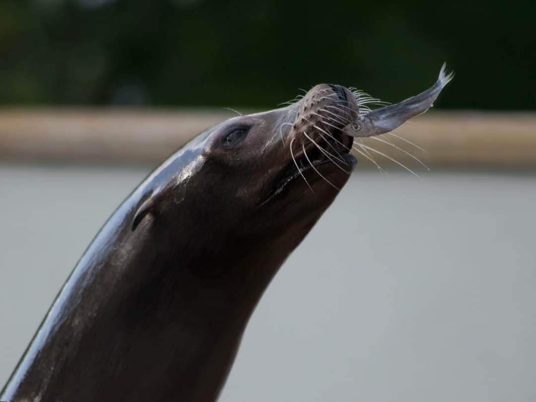 Sea Lions love their fishy treats but they actually eat a wide range of seafood in the wild including crabs, clams and squid 🦑

📸: Kerrie Ann Smith
#SupportingConservation #WelshMountainZoo #NationalZooOfWales #Eryri360 #NorthWales #SeaLion #photography