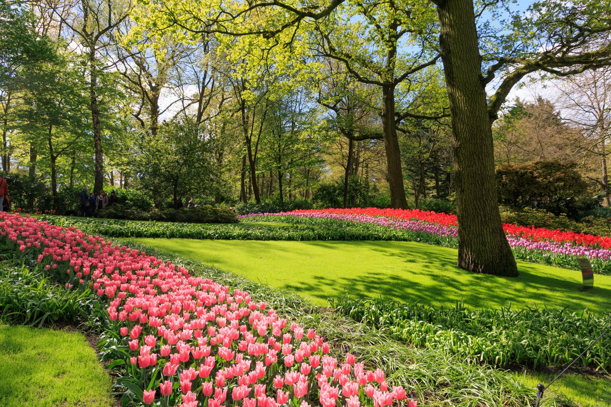 Keukenhof in The Netherlands is an amazing 8 week showcase for the Dutch flower bulb growing industry. 7 million bulbs are hand planted & 9 tonnes of grass seed are sown to replace the grass each year to create the most perfect spectacle. A must see!