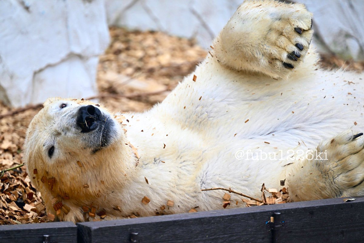 ごろんなフブキで今日もお疲れさまでした✨
（2024.04📷）

#東山動植物園
#ホッキョクグマ