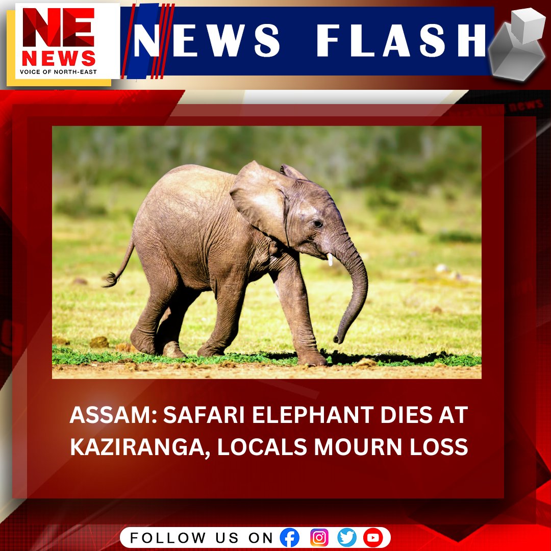 An #elephant used for tourist safaris in #Assam's Kaziranga National Park has reportedly died in unexplained circumstances.

The magnificent animal, known as 'Lakhimala,' was a main attraction of the safari at the park's Bagori range.

#nenewslive #KazirangaNationalPark