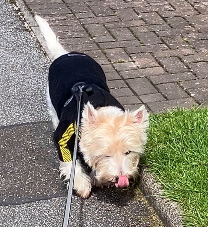 Todays Tongue out comes in de form of nonchalant walkies time pals!!! #TongueOutTuesday