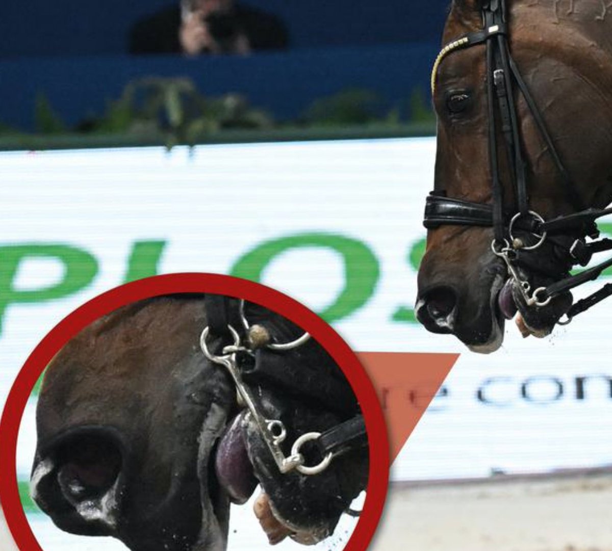 Painful, black-blue, hypoxic tongues the colour of gangrene are what you have to look forward to if you have tickets for the #Dressage at the #ParisOlympics - the FEI not only allows but actually rewards this now tinyurl.com/mvbstvpb @guardian @TheEconomist