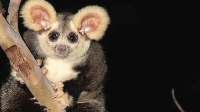 saveLBIorg's tweet image. Developers are bypassing environmental regulations, warns conservationist, leading to a &quot;cowboy industry&quot; where profit outweighs environmental preservation. #EthicalDevelopment #GreenPolicy