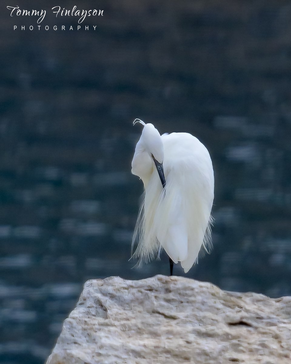 Little egret #Gibraltar #BirdsSeenIn2024 @gonhsgib @BirdingRasta @GibraltarBirds @InfoGibraltar @Natures_Voice @Britnatureguide @BirdGuides @BirdLifeEurope @GibReserve @GibMarine