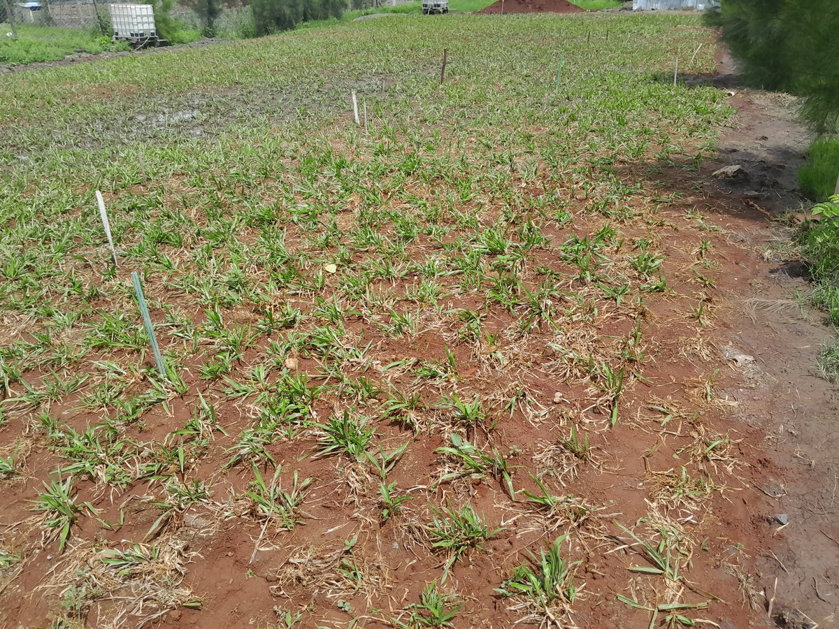 VAP_Kenya's tweet photo. Getting #Greener and #Greener everyday, thanks to the #Rains #football pitch courtesy of #ProjectAfrica a place of #pride for the #YOUTH #community Empowerment https://t.co/lWfoasNda3