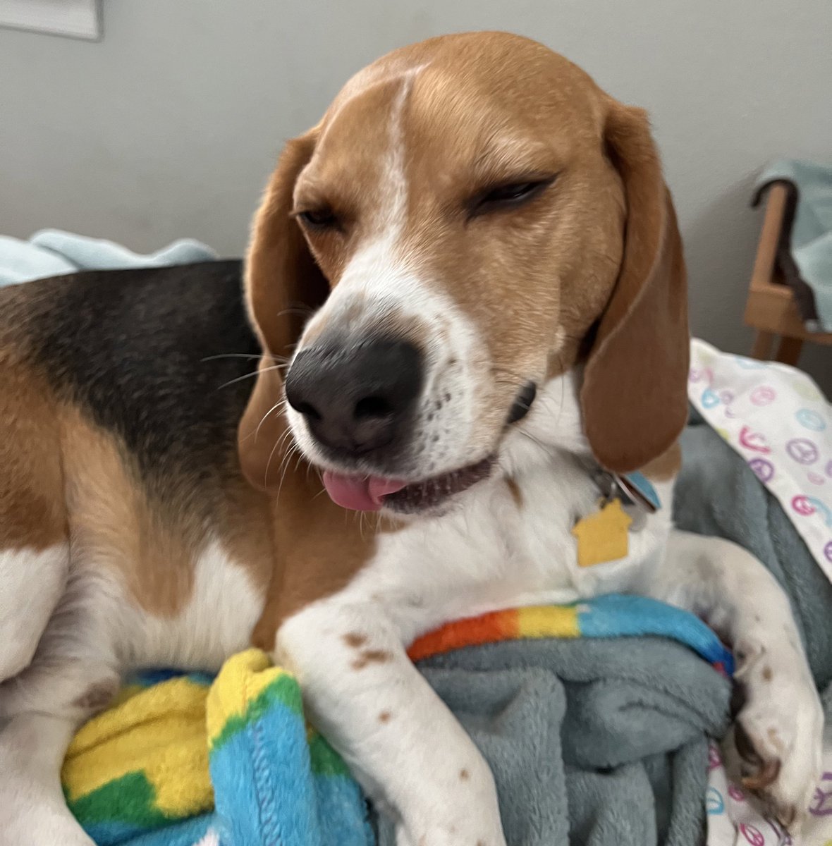 Here’s Bagel The Beagle with his #TongueOutTuesday.👅🥯🐶 #TOT #beagle #beagles #beaglesoftwitter #dog #dogs #dogsoftwitter #PAPups #DogsOfPA #DogsOfPennsylvania #PABeagles #houndsoftwitter #DogCommunity #CoopTroop