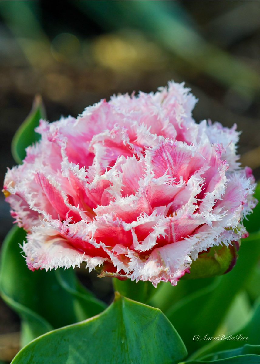 Quite an eye-catcher in the garden this week … ‘Queensland’ fringed double tulip🌷 #gardening #flowers