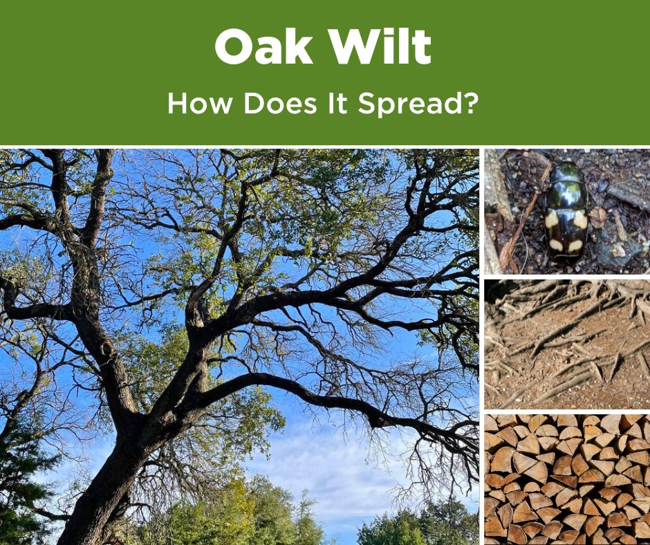 🌳 How does oak wilt spread? Here are the main ways: 1. Wounded trees attract insects like sap beetles, who transport spores tree to tree 2. Between the interconnected roots of neighboring oak trees 3. Humans moving infected wood or firewood. Learn more: yourleaf.org/node/2609