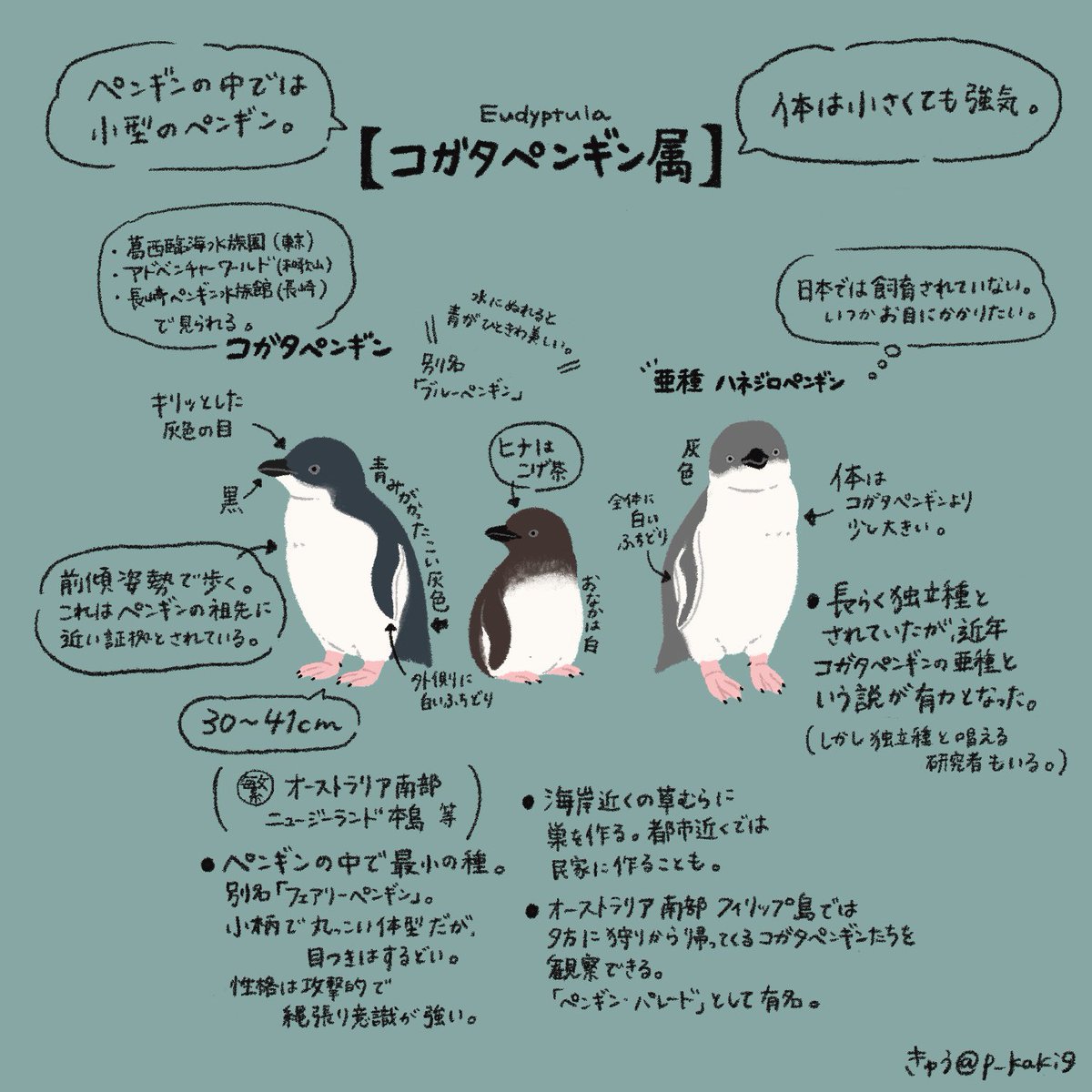 4月25日は #世界ペンギンの日 !
あと2日!ということで、今日もペンギンを情報量多め(主観もあり)で紹介していきます🐧
今日はこの2属🐧🐧