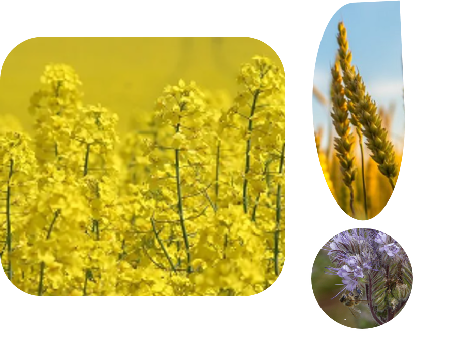 Alphabiocontrol's tweet photo. “We are delighted to license @Bayer4Crops exclusive rights to our latest #bioinsecticide which will significantly improve the choices available to arable farmers wishing to reduce the environmental impact of food production,” said Marta Ruiz, General Manager for AlphaBio Control
https://t.co/issD8o9noK