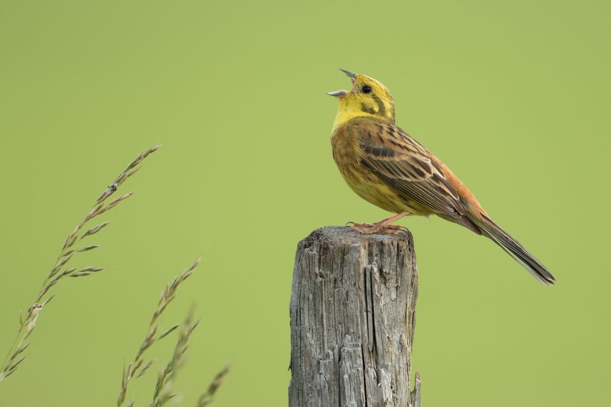 Welsh folklore warns us that these cute yellow birds have a taste for the undead: 
'The yellowhammer was supposed to suck or taste blood from the veins of vampires & it was formerly regarded as a herald of the approach of evil spirits.'
Folklore of Wales, 1909
#FolkloreThursday