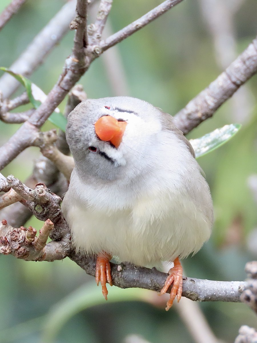 ちょっと久しぶりにキャンベルタウン野鳥の森に行ってきました♪
時間も早く繁殖期だからかみな活発で頭上を飛び回り、雄叫びやさえずりで非常に賑やかで楽しかった〜🥰
#キャンベルタウン野鳥の森