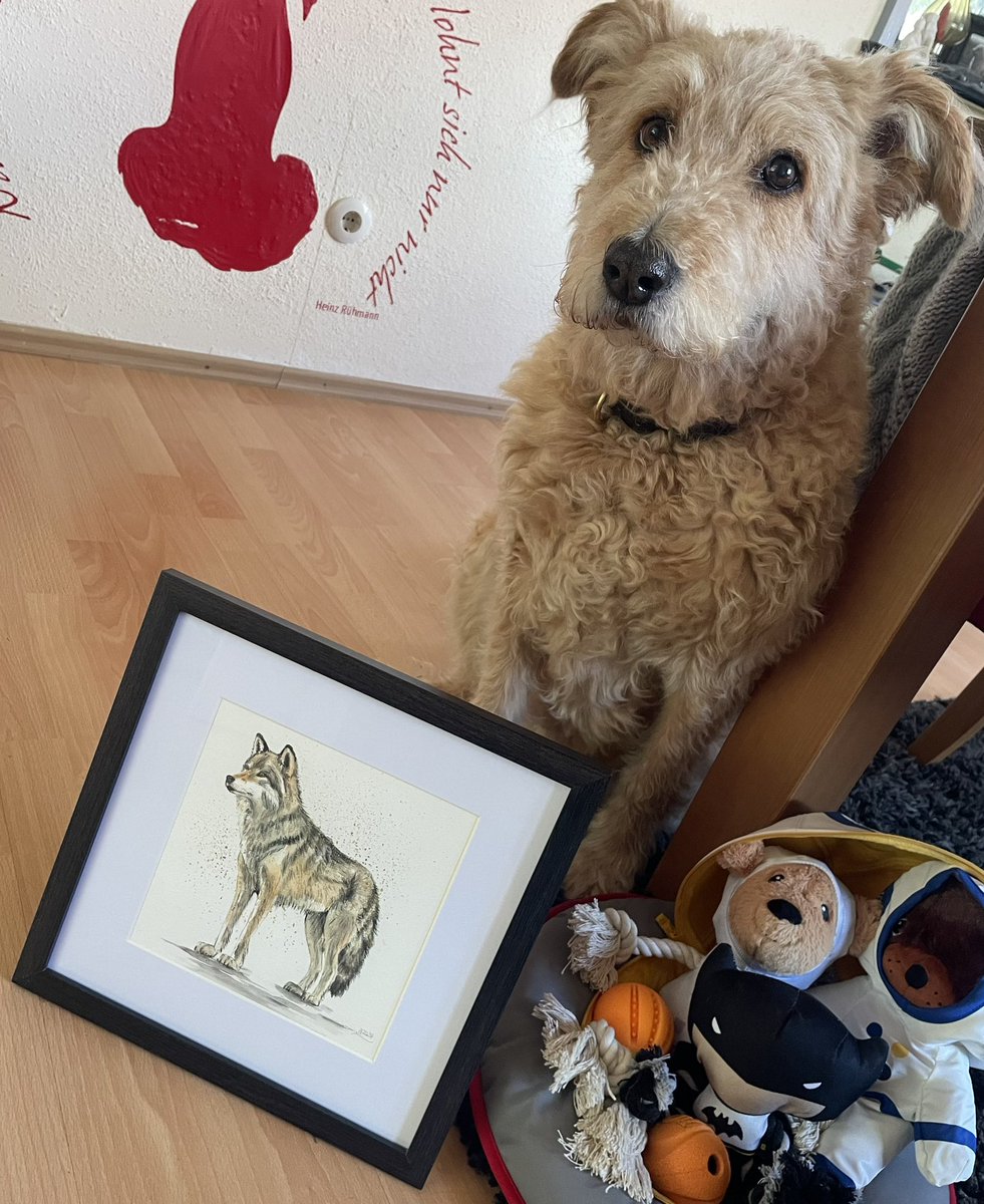 canis_lupus_76's tweet photo. Der wunderschöne #Leitwolf ist in seinem Rudel angekommen 🐺🐾 „ZeigDieZähneWolf“&“KopfHochFuchs“ haben ihn sofort akzeptiert. Die #wandklex Drachen &Co.sind noch etwas schüchtern.Die #Klextras sind einfach auch 🥰😍Liebe @wandklex 🫶 Merci🩵 für dieses🤩Werk #wandklexkundenfoto https://t.co/SgUrHoe9wp