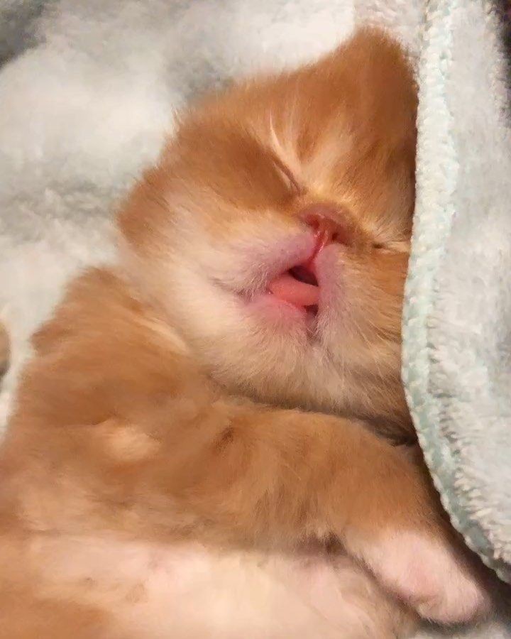 smol silly cat tweet media