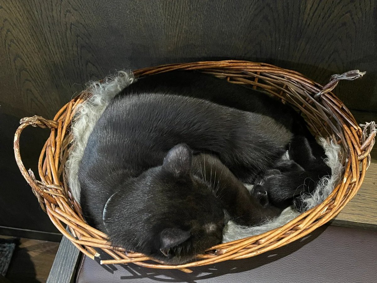 Abbey99861812's tweet photo. I went to the Cat cafes include cat and kitten, which are basically adopted stray cats. Customers can also adopt them if they like them. 🐈🐈‍⬛ https://t.co/99BHXaekt5