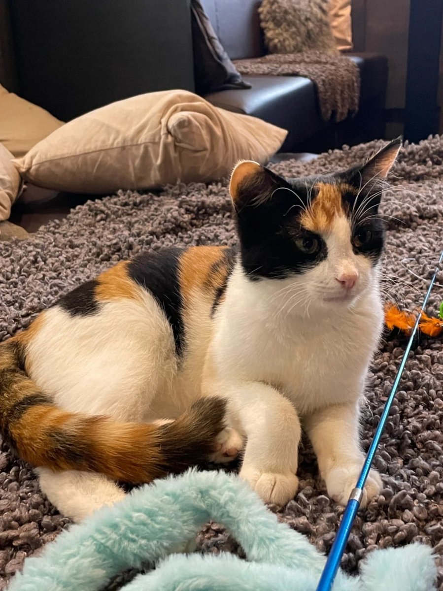 Abbey99861812's tweet photo. I went to the Cat cafes include cat and kitten, which are basically adopted stray cats. Customers can also adopt them if they like them. 🐈🐈‍⬛ https://t.co/99BHXaekt5