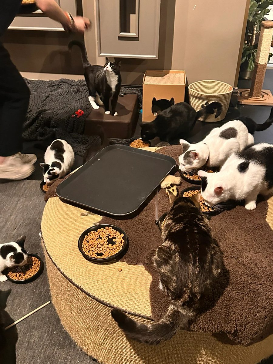 Abbey99861812's tweet photo. I went to the Cat cafes include cat and kitten, which are basically adopted stray cats. Customers can also adopt them if they like them. 🐈🐈‍⬛ https://t.co/99BHXaekt5