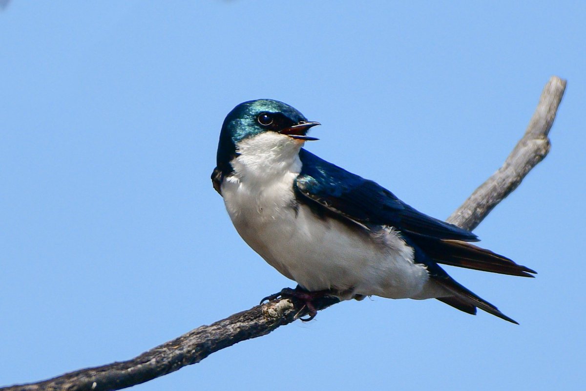 Love Tree Swallows on a sunny day. And the rare occasion when they sit still for a nanosecond on a low branch. 
#Birds #BirdTwitter #TwitterBirds #DetroitBirdAlly