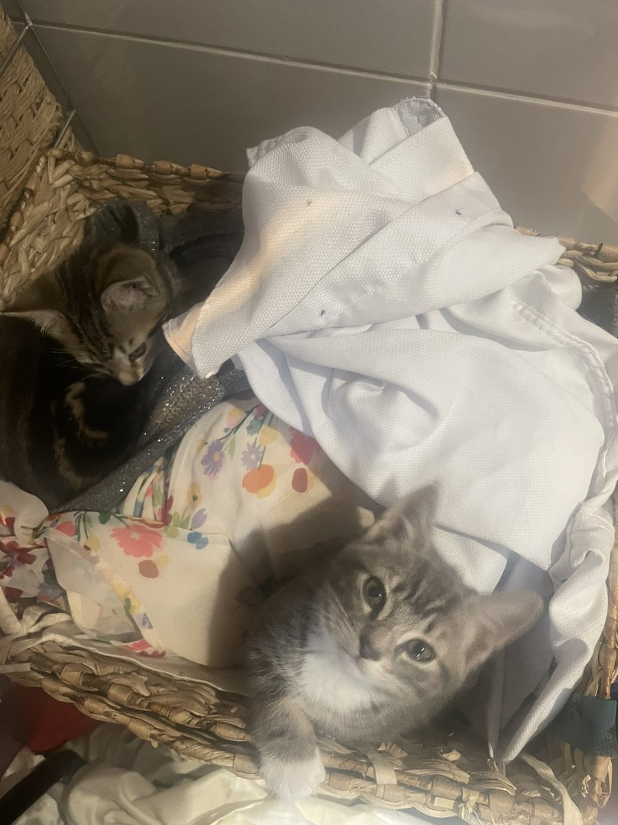 I couldn’t find the kittens anywhere and was starting to panic - then I opened up the washing basket 😂