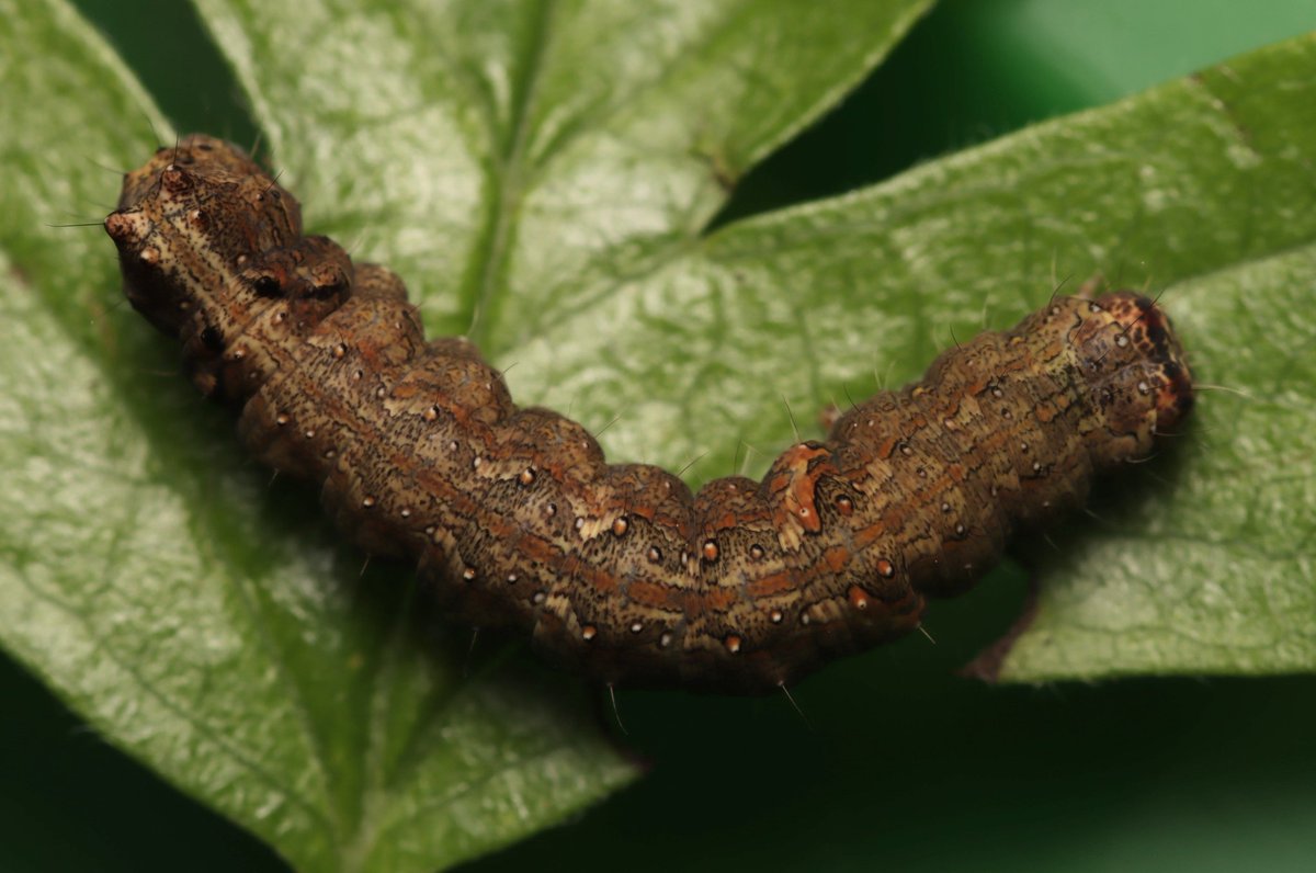 entomolojosh's tweet photo. A great sampling session with @benclunie today - highlights being these caterpillars. I'm thinking Green Brindled Crescent for the brown (from Hawthorn bush), and Winter Moth for the green (from various broadleaved trees), @rlewington2? https://t.co/lohpM8bvUt