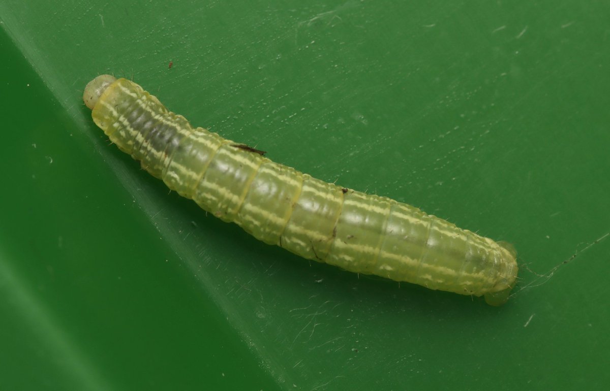 entomolojosh's tweet photo. A great sampling session with @benclunie today - highlights being these caterpillars. I'm thinking Green Brindled Crescent for the brown (from Hawthorn bush), and Winter Moth for the green (from various broadleaved trees), @rlewington2? https://t.co/lohpM8bvUt