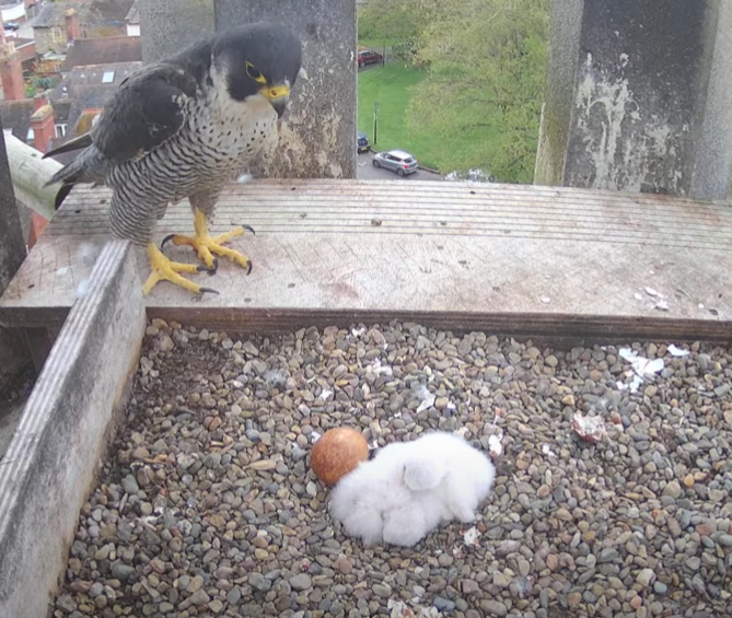 WorcCathedral's tweet photo. After an outage this morning, the peregrine livestream is now back up-and-running, phewy! And we didn't miss any hatching - there are still 3 chicks in the nest. 
You can tune in here 👉 https://t.co/Xv8xemvLNs https://t.co/nPTAoxHBCB