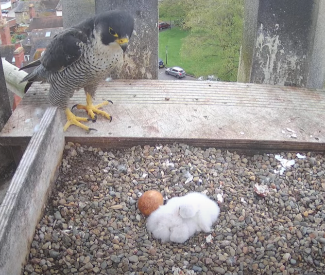 After an outage this morning, the peregrine livestream is now back up-and-running, phewy! And we didn't miss any hatching - there are still 3 chicks in the nest. You can tune in here 👉 worcestercathedral.org.uk/news/peregrine…