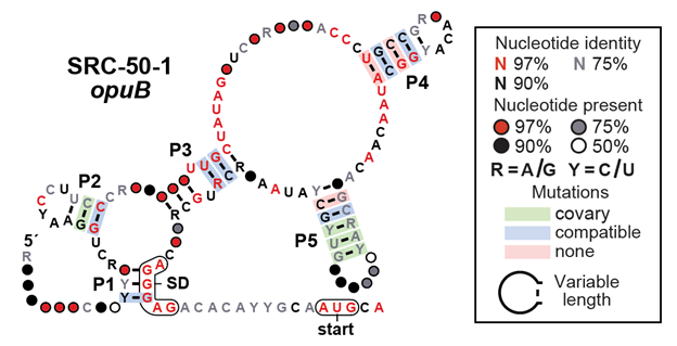 1000s of ligand-binding #riboswitch classes likely remain hidden in bacterial transcripts. In @NAR_Open, we report many new candidate #ncRNA classes (including the opuB riboswitch candidate shown below) discovered by careful bioinfo analysis of 50 genomes. tinyurl.com/yj2n47sj