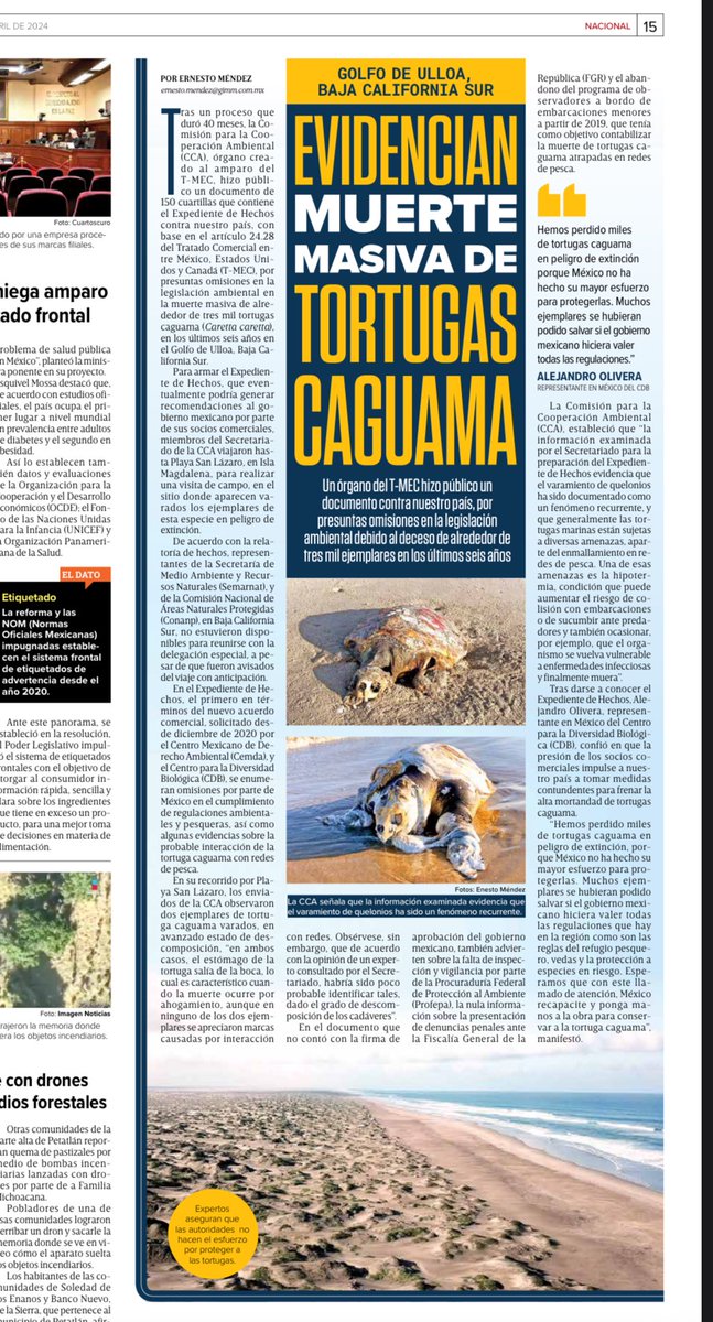 Evidencian muerte masiva de #TortugasCaguama 🐢 @CECweb @CCA_Espanol #TMEC 🇲🇽🇺🇸🇨🇦 Vía @Excelsior 📰 excelsior.com.mx/nacional/cca-p…
