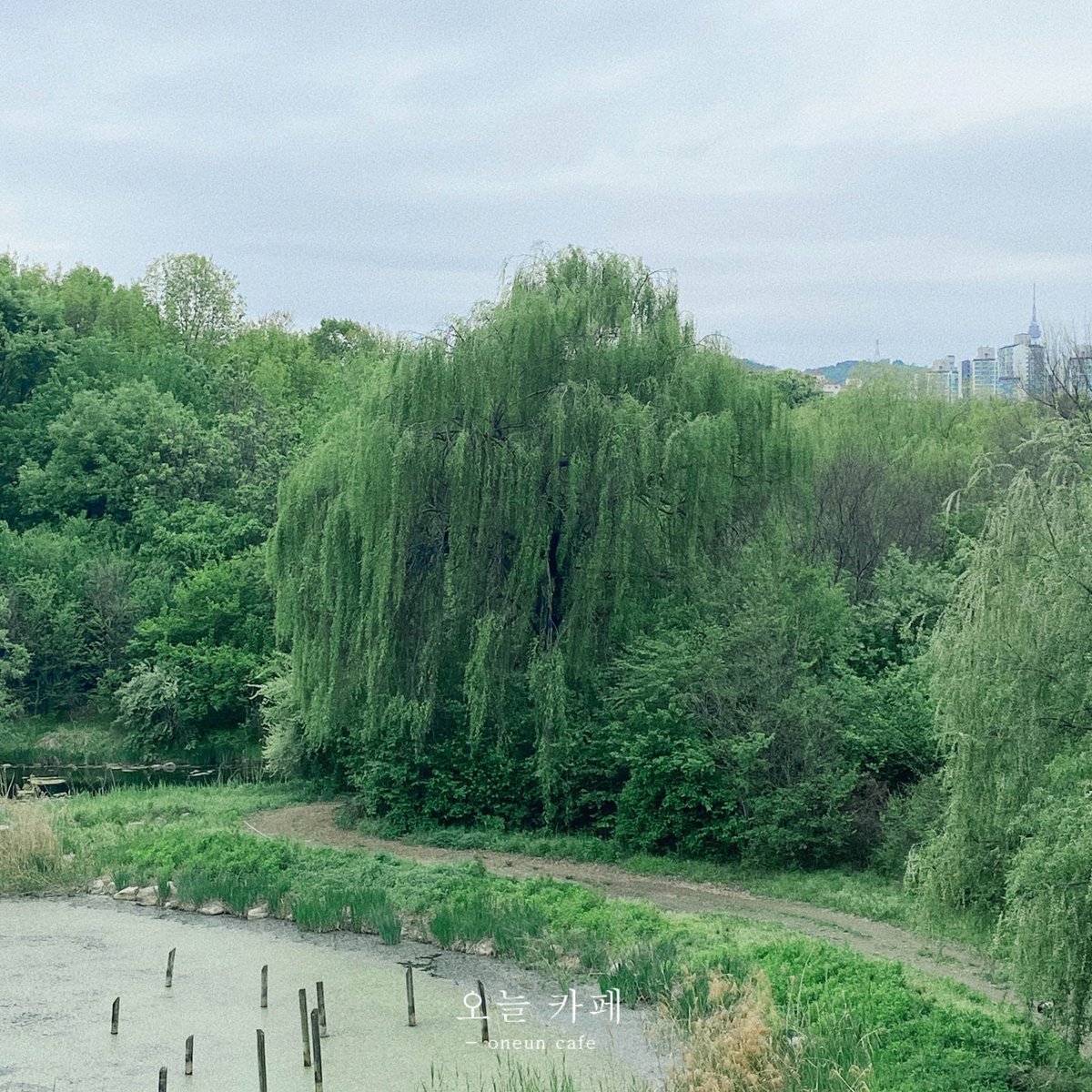 in the forest 🥦🥬🫑