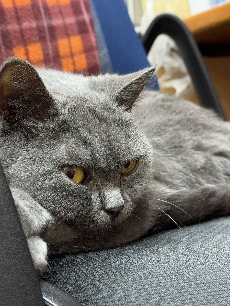 oteraban's tweet photo. いま見ているような、こんな面白い、美しい世界は見えてこないのです。極限につまらない世界が見えてくるのです。つまり、「ありのままに見る」ならば、一切の現象は「無価値」であると、わかるのです。

〇P198下‗2-2 #お釈迦様の教え #jtba #寺猫部 https://t.co/vqq0syGPA4