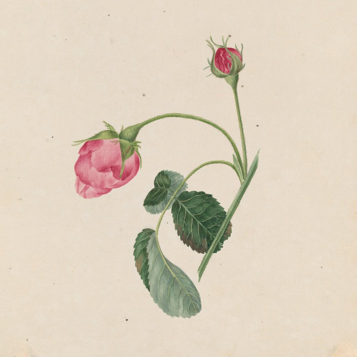 From bearded botanists to beautiful botanical art, drop by the RHS Lindley Library next week for live events, when we’ll be looking at our collection of Victorian photographs and explore how flowers convey emotions🌹 Find out more: eventbrite.co.uk/o/rhs-lindley-…