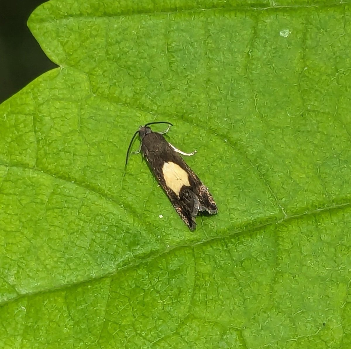 Also spotted this NFY Regal Piercer (Pammene regiana)
#entomology #insects #moths #mothsmatter #vc40