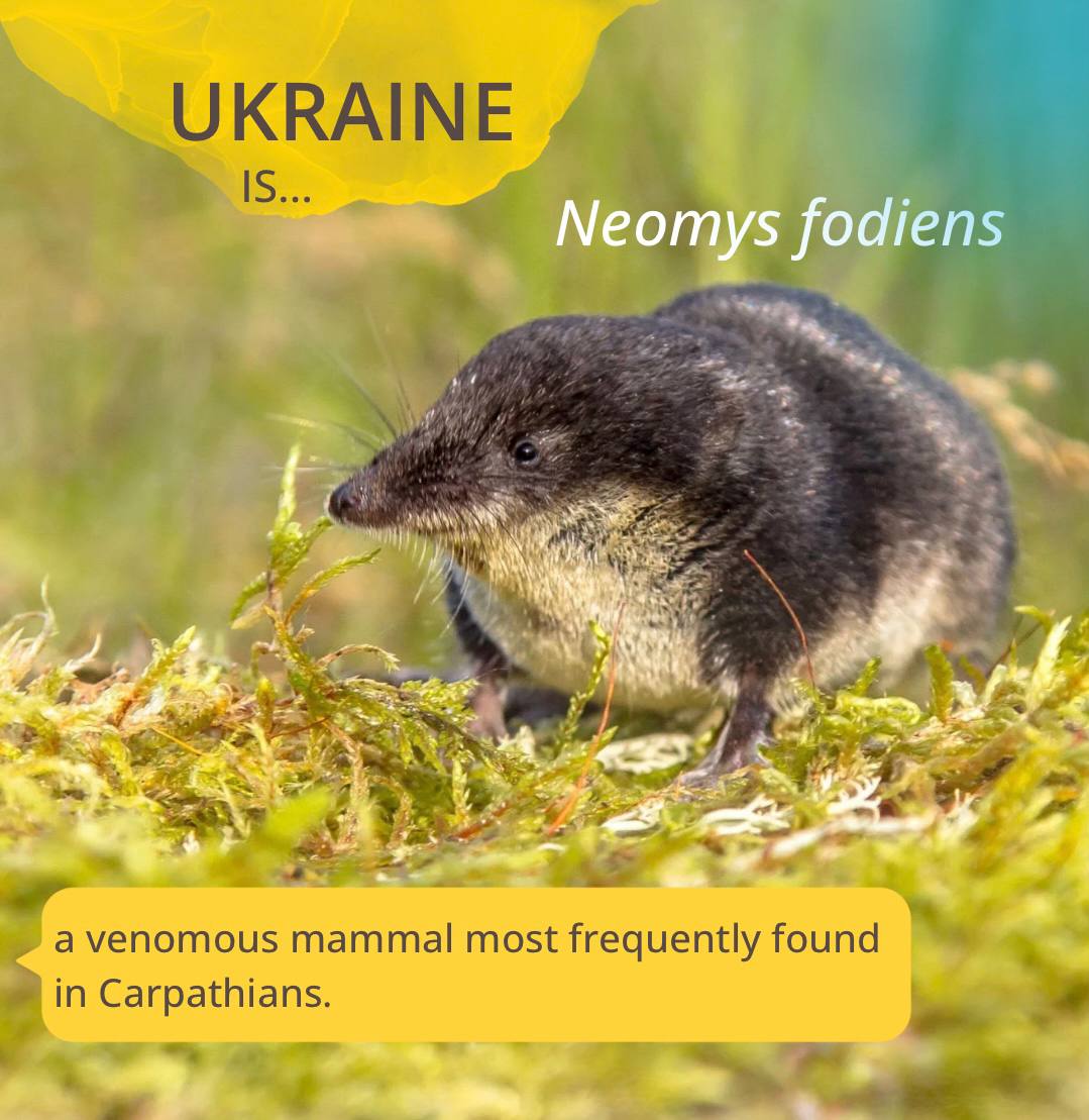 soc_env's tweet photo. 🇺🇦#Ukraine️ is Neomys fodiens, a venomous #mammal most #frequently found in #Carpathians ⛰️ though sometimes in the #Eastern Ukraine as well. Typical habitats include small rivers and streams’ #banks, #mountain streams and adjacent #biotopes.
🎥https://t.co/z5JTZ4tXXY  🐞 https://t.co/7PSVKYAQyZ