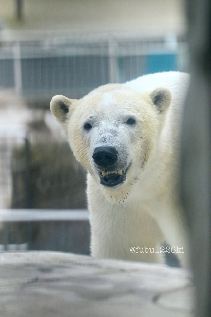 お部屋から見えるフブキもすき♡
（2024.04📷）

#東山動植物園
#ホッキョクグマ