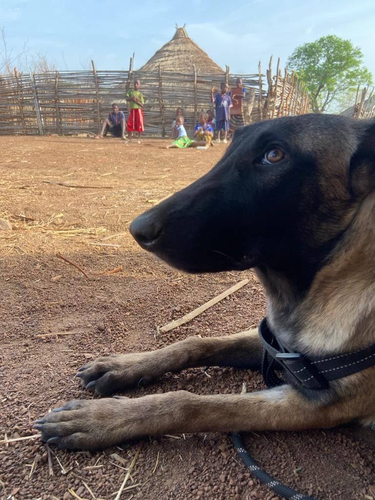 AngeloPoupard's tweet photo. Want to hear more about West Africa's last wild dogs? 👇
We are sharing more and more news about #ProjetLycaon, make sure to follow the page 😊

https://t.co/u3sW1lp3Ca

#TeamWildDog #ZSL https://t.co/fhNvLZsqu6