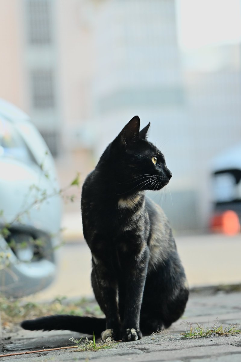 📷 Camera：Nikon Z fc    📷 Lens: #nikkor70180mmf28 #cat #catstagram #catphoto #catphotography #野良猫 #地域猫 #街貓 #街貓寫真 #猫写真 #猫写真協同組合 #台灣貓 #猫好きさんと繋がりたい #攝影日記 #攝影愛好 #光影 #streetphotography #photooftheday