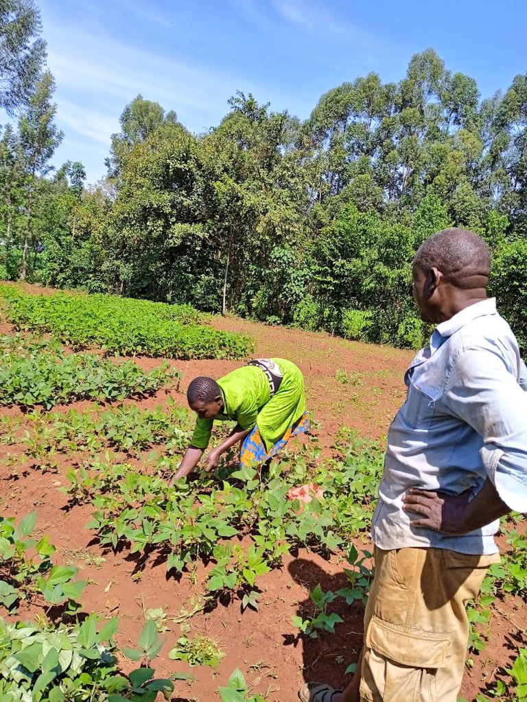Self-farming #now endeavor are very important. Such projects are rewarding experience that allows you to develop a deeper connection with nature, foster learning and growth, and cultivate a sense of independence. It's a journey filled with lessons, challenges, and joy.