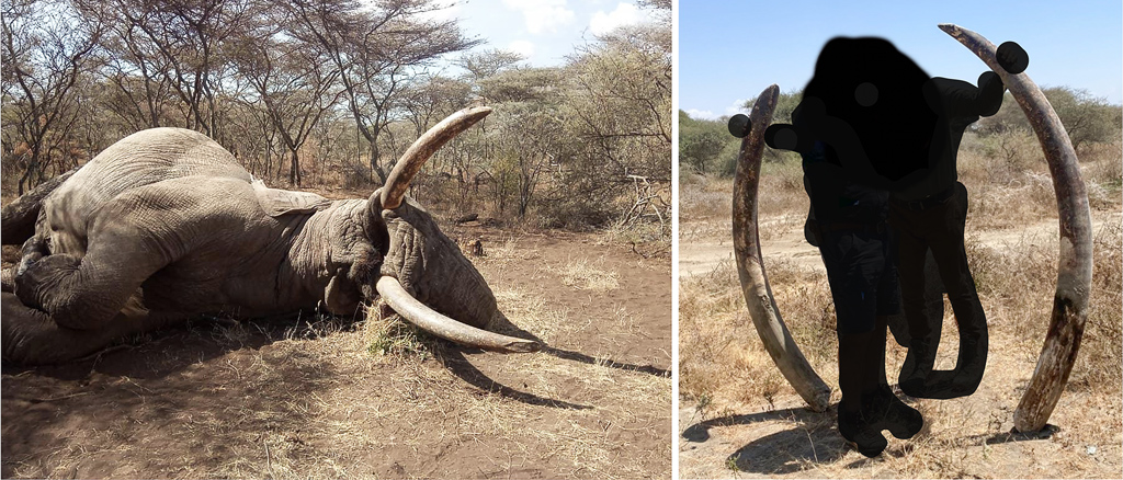 Where is the outrage? Trophy hunting tuskers and the Notre Dame fire: both tragedies, one of nature, the other of culture. Both remind us of our responsibility to protect what's precious.'