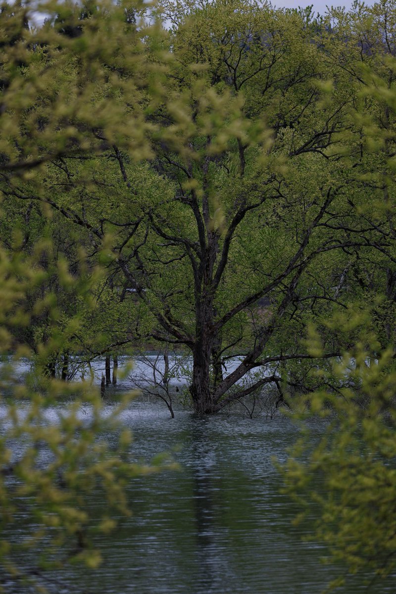 《水没林》
 #CANONphotographer