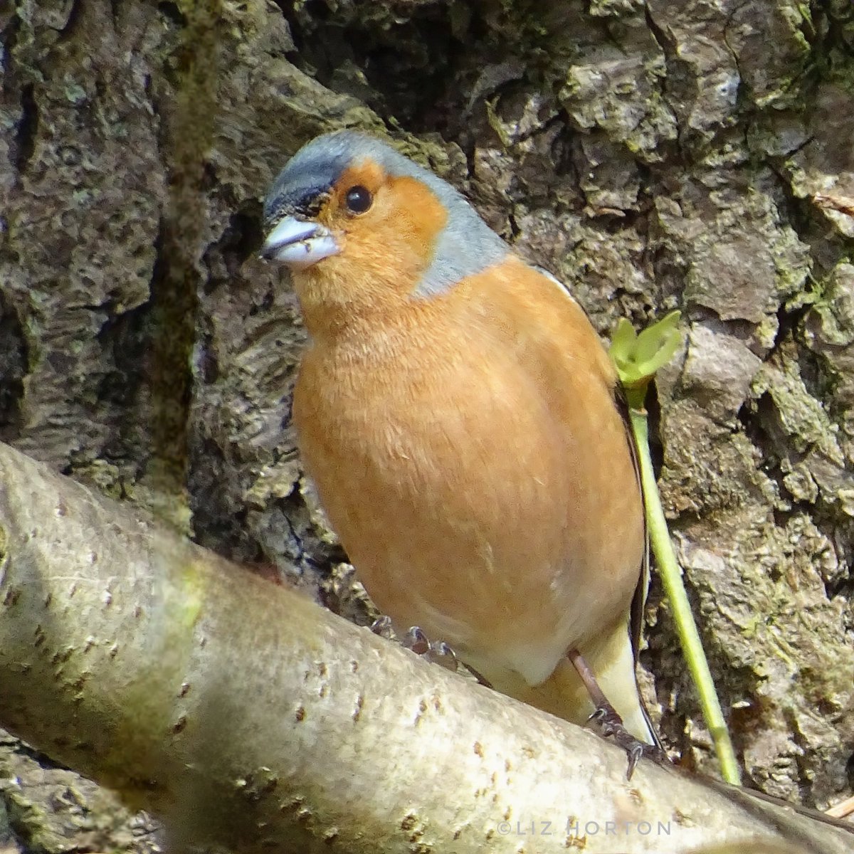 Charming male #chaffinch.. With a message for.. #ShakespeareDay And #StGeorgesDay 🏴󠁧󠁢󠁥󠁮󠁧󠁿 'Joy, gentle friends! Joy and fresh days of love.. Accompany your hearts!' #nature #wildlife #birds #photograghy #birdwatching #birdphotography #BirdTwitter #birdtonic #art #naturelovers .. 🧡🕊