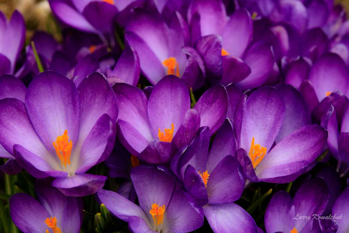 Crocus Colour As the ground turns from winter white, to the optimistic colours of spring blankets the surfaces #crocus #spring #naturephotography #nature #flowerphotography #ThamesCentrePhotography #Ontario